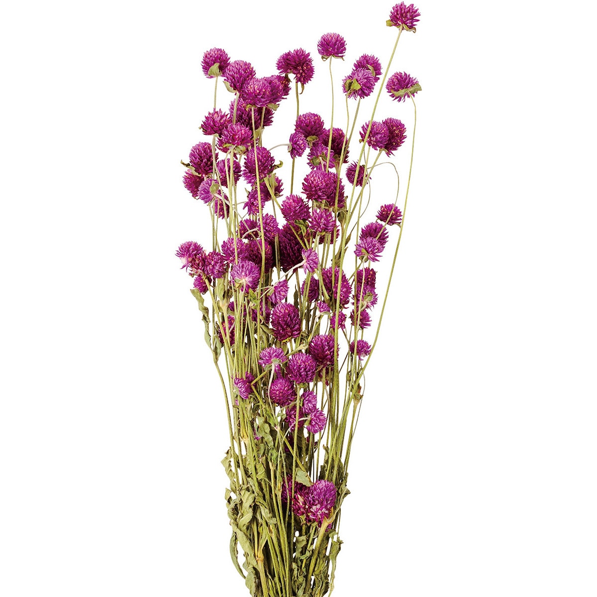 DN000008-017 千日紅 1束(45g) 風の花(東京堂) 【通販モノタロウ】