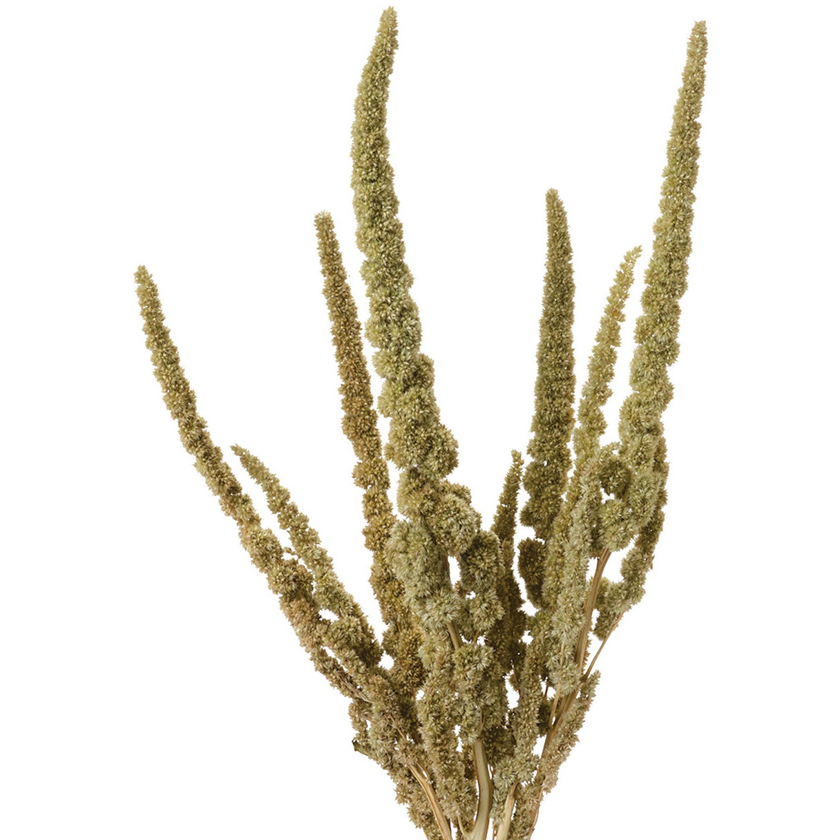 Dn 022 アマランサス 1束 40g 風の花 東京堂 通販サイトmonotaro Dn 022 アマランサス 1束 40g 風の花 東京堂 通販サイトmonotaro