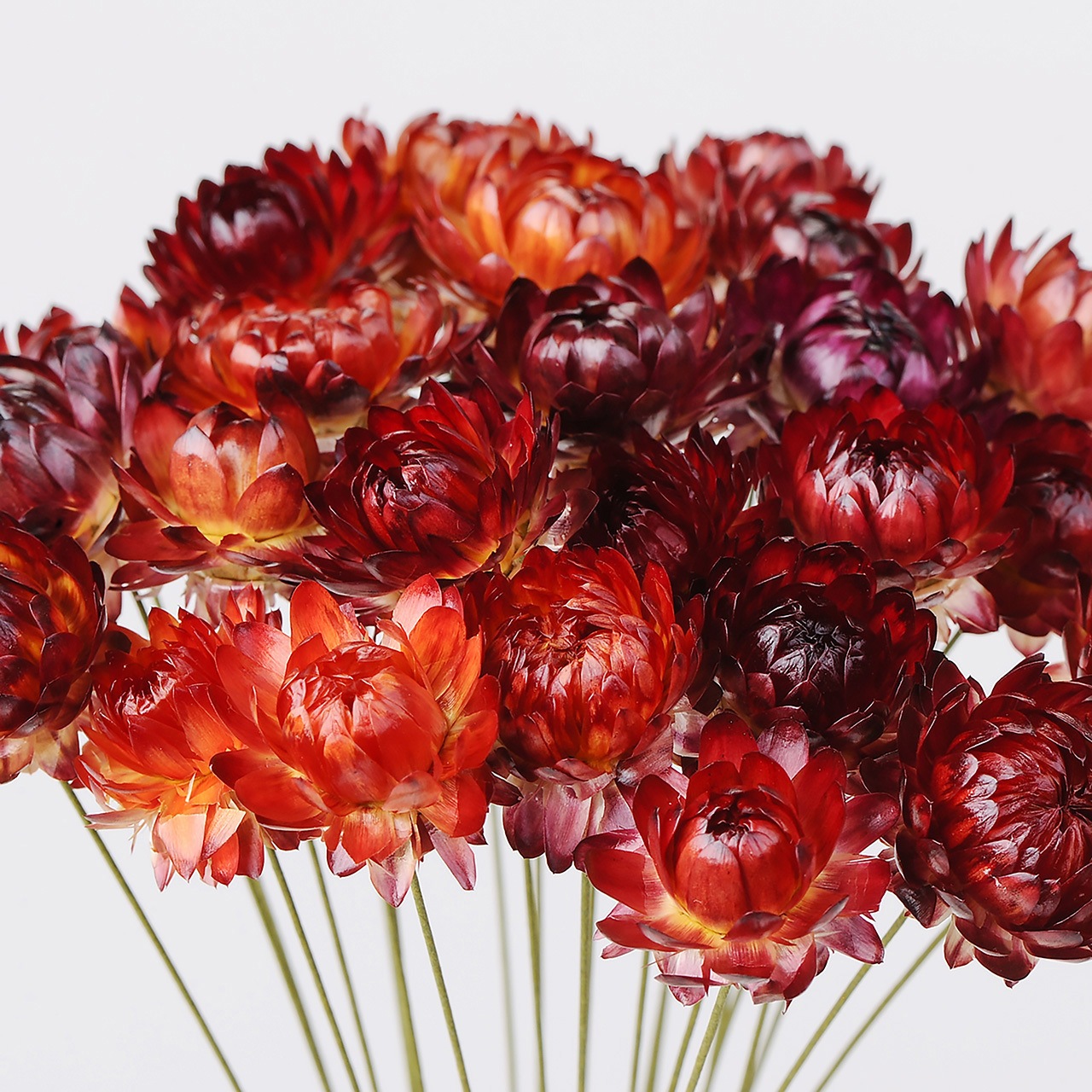 DN000045-052 へリクリサムワイヤー付き 1束(25本) 風の花(東京堂