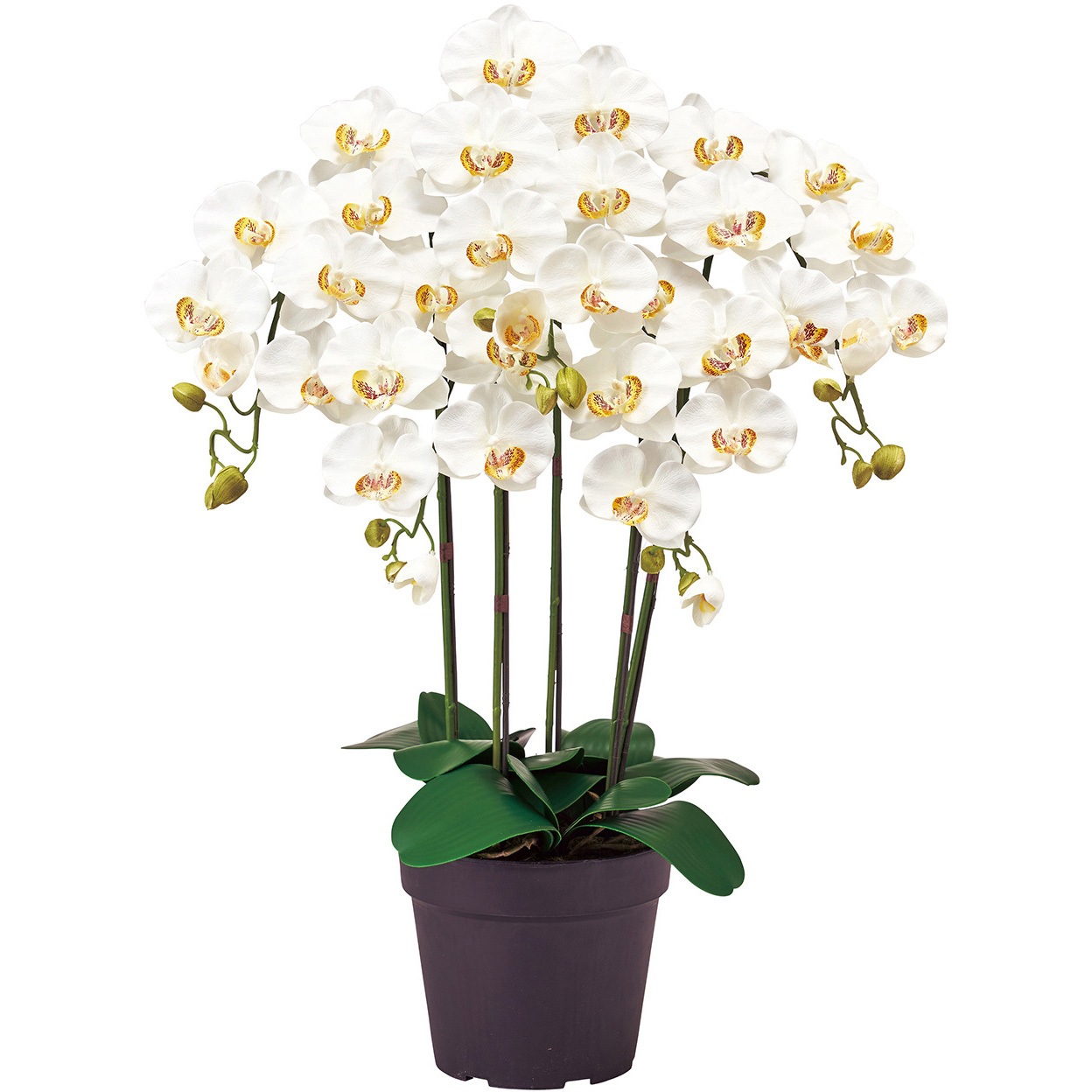 直送 人工観葉植物 ■鉢付き　ピュアオーキッド５本立　ＢＫ　クリームホワイト　 ZV06500B-001※返品 代引不可 造花ギフト 胡蝶蘭 鉢 ピュアオーキッド 5本立 東京堂 フロア用グリーン 通販モノタロウ