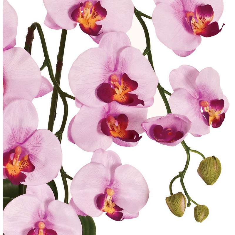 直送 人工観葉植物 ■鉢付き　ピュアオーキッド５本立　ＢＫ　クリームホワイト　 ZV06500B-001※返品 代引不可 造花ギフト 胡蝶蘭 鉢 ピュアオーキッド 5本立 東京堂 フロア用グリーン 通販モノタロウ