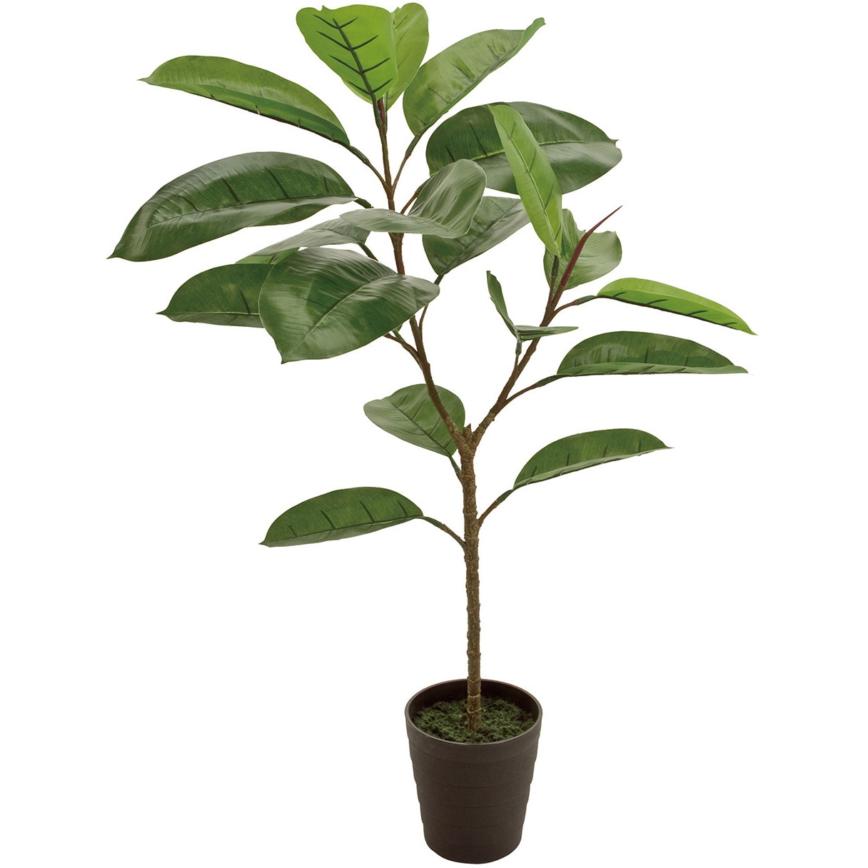 FG005436 デコラゴムミニポット MAGIQ(東京堂) グリーン色 観葉樹木