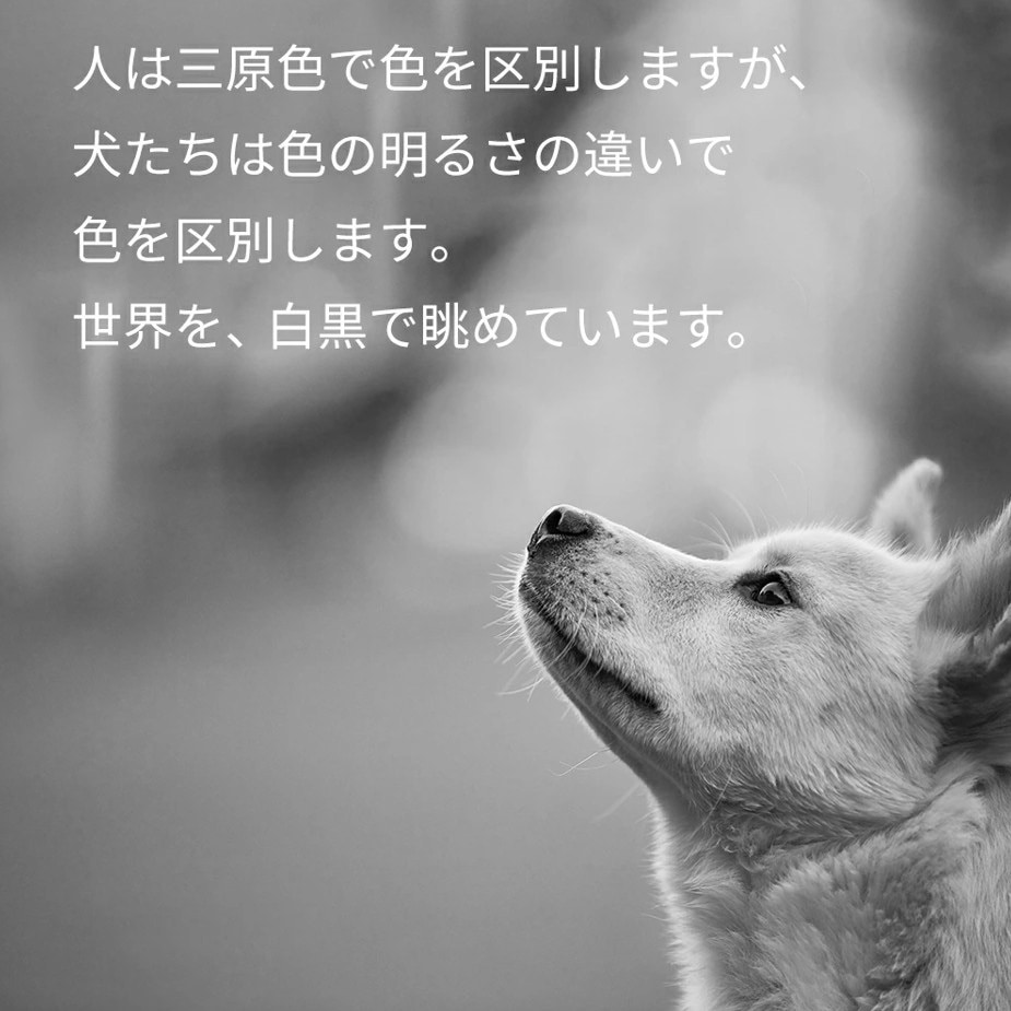 FF-SGXS 犬用サングラス UVカットレンズ Fluke Forest(フルーク