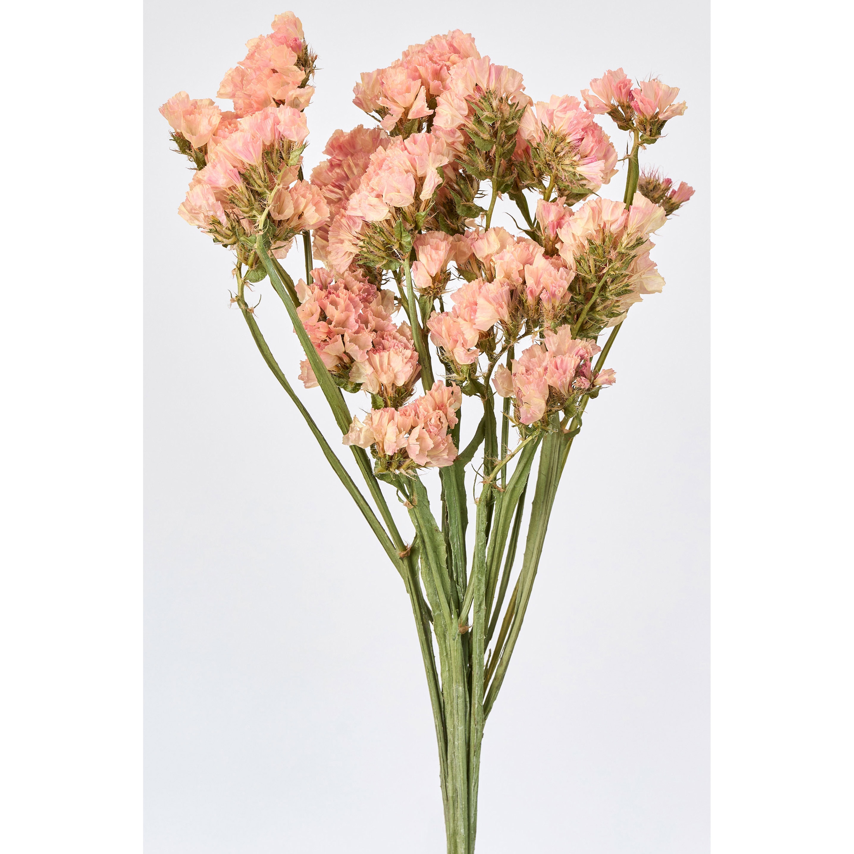 FD082034 ドライフラワーボックス スターチス 東京堂 1箱 FD082034