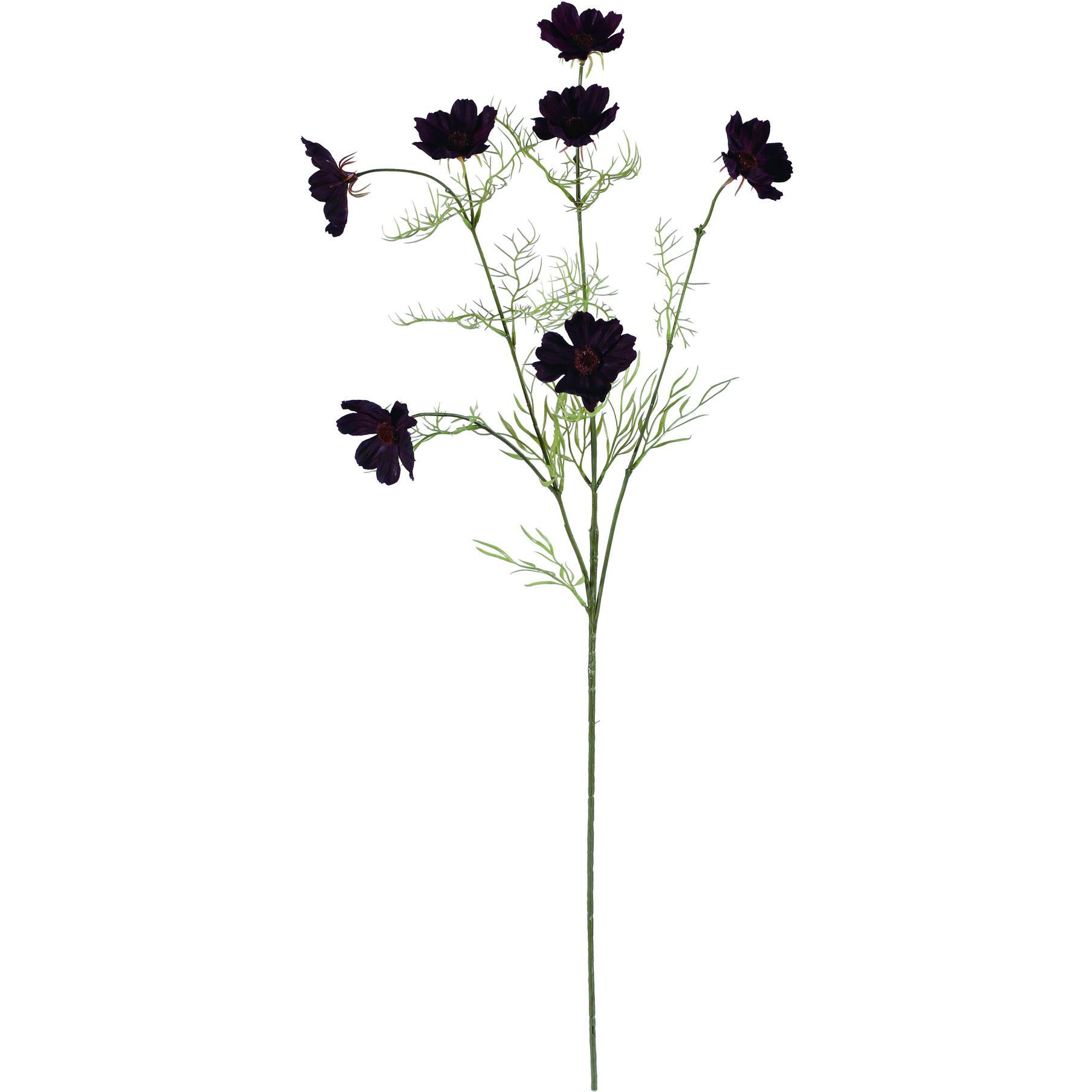 Fs 9085 チョコレートコスモス 1本 横浜ディスプレイミュージアム 通販サイトmonotaro