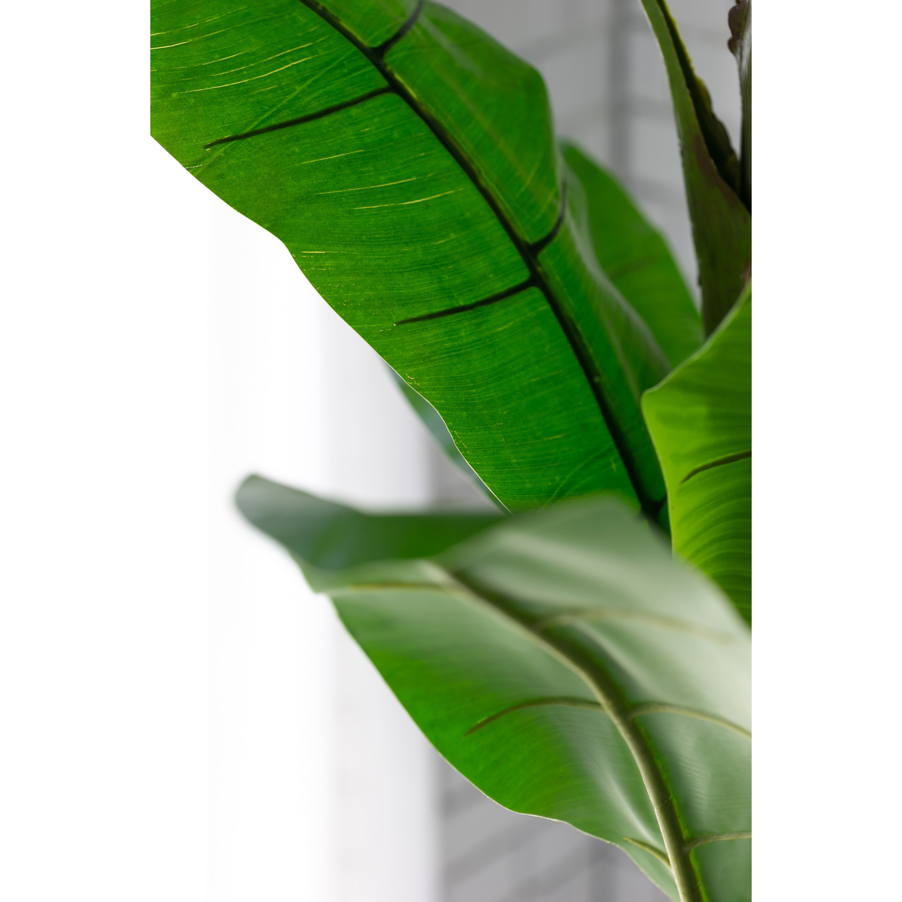 ③【訳あり】バナナツリー4本 お買い得♪