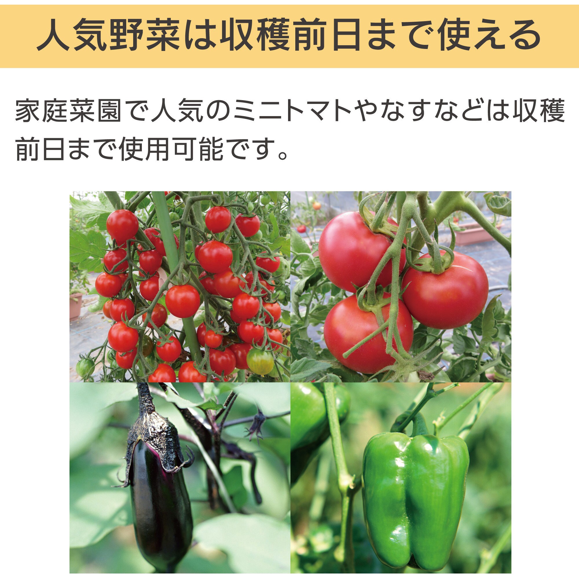 生活害虫の事典 | 佐藤 仁彦 |本 | 通販 | Amazon
