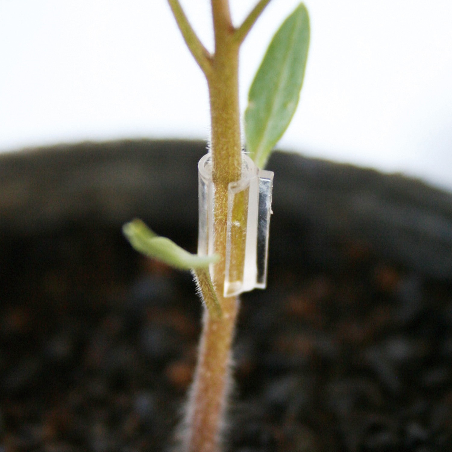 園芸クリップ　ナスニックス　とめっ子　16000個以上(半分は新品) 園芸クリップ ナスニックス とめっ子 16000個以上(半分は新品