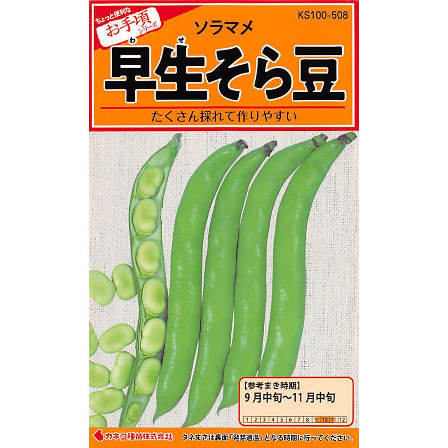508 【タネ】早生そら豆 1セット(5袋) カネコ種苗 【通販モノタロウ】
