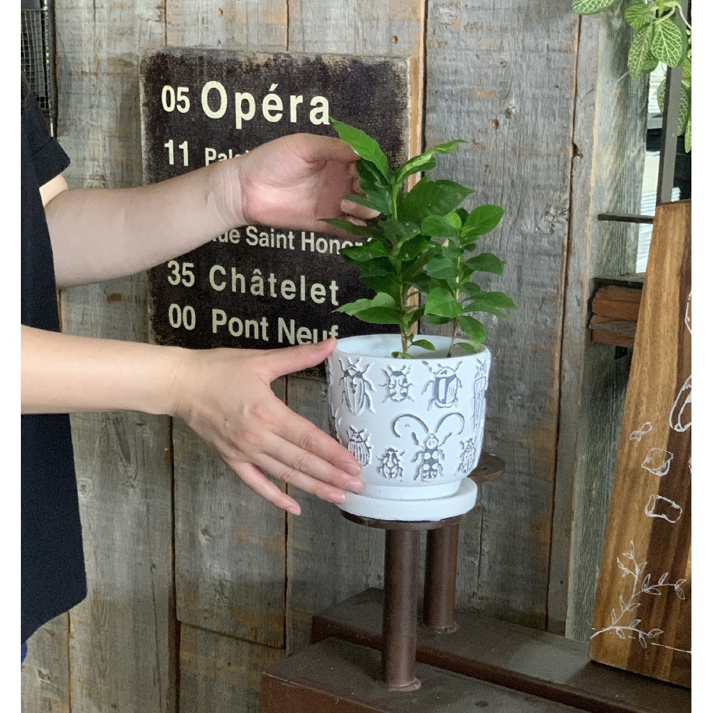 CCGH1853 レリーフ プランター インセクト 1個 スパイス 【通販