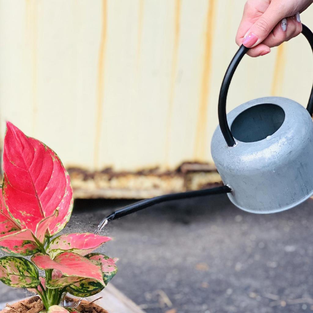 HUY805 NORMANDIE アイアンハンドルブリキジョーロ 1個 スパイス