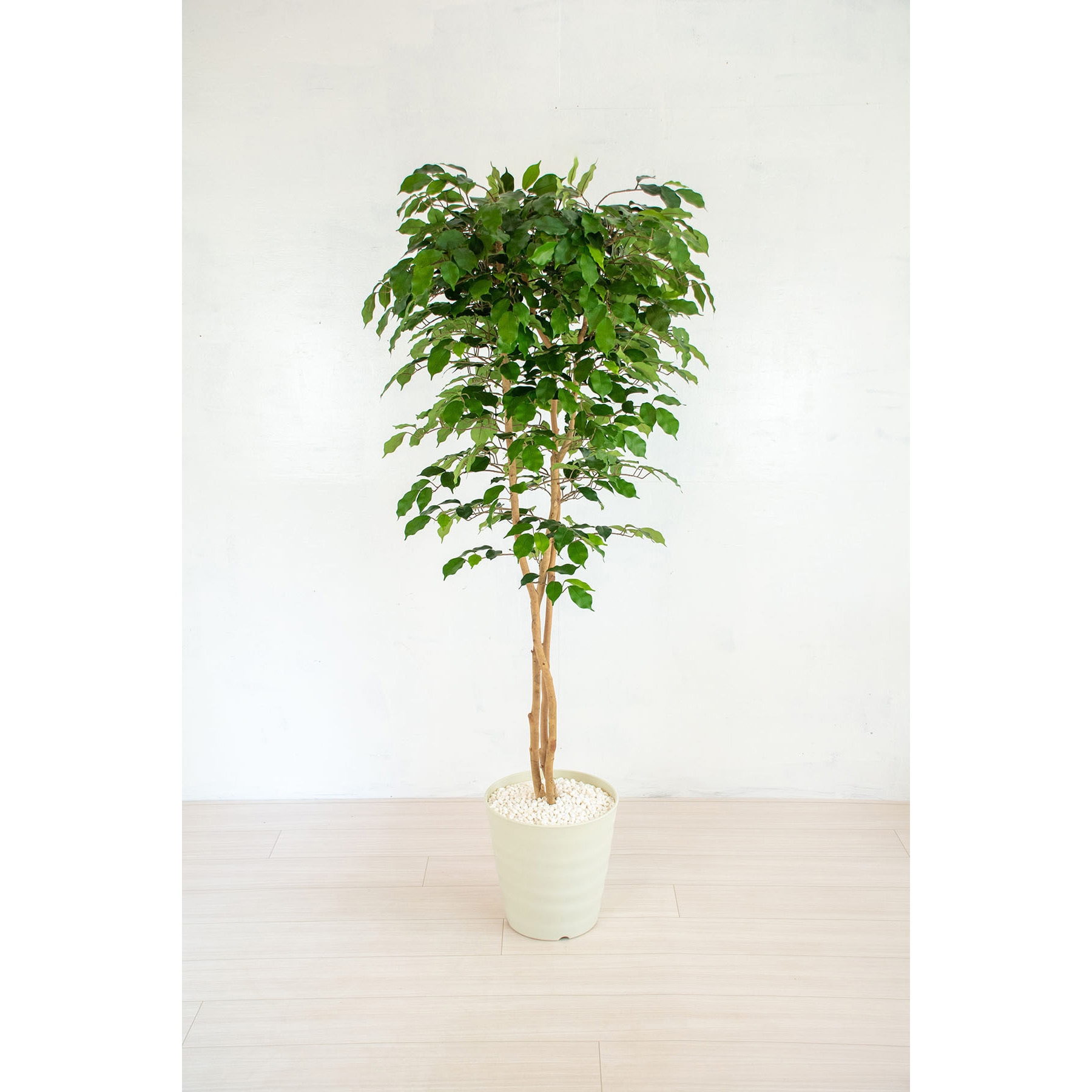 GO-468 人工樹木/人工観葉植物 ベンジャミン 1個 岩や 【通販モノタロウ】