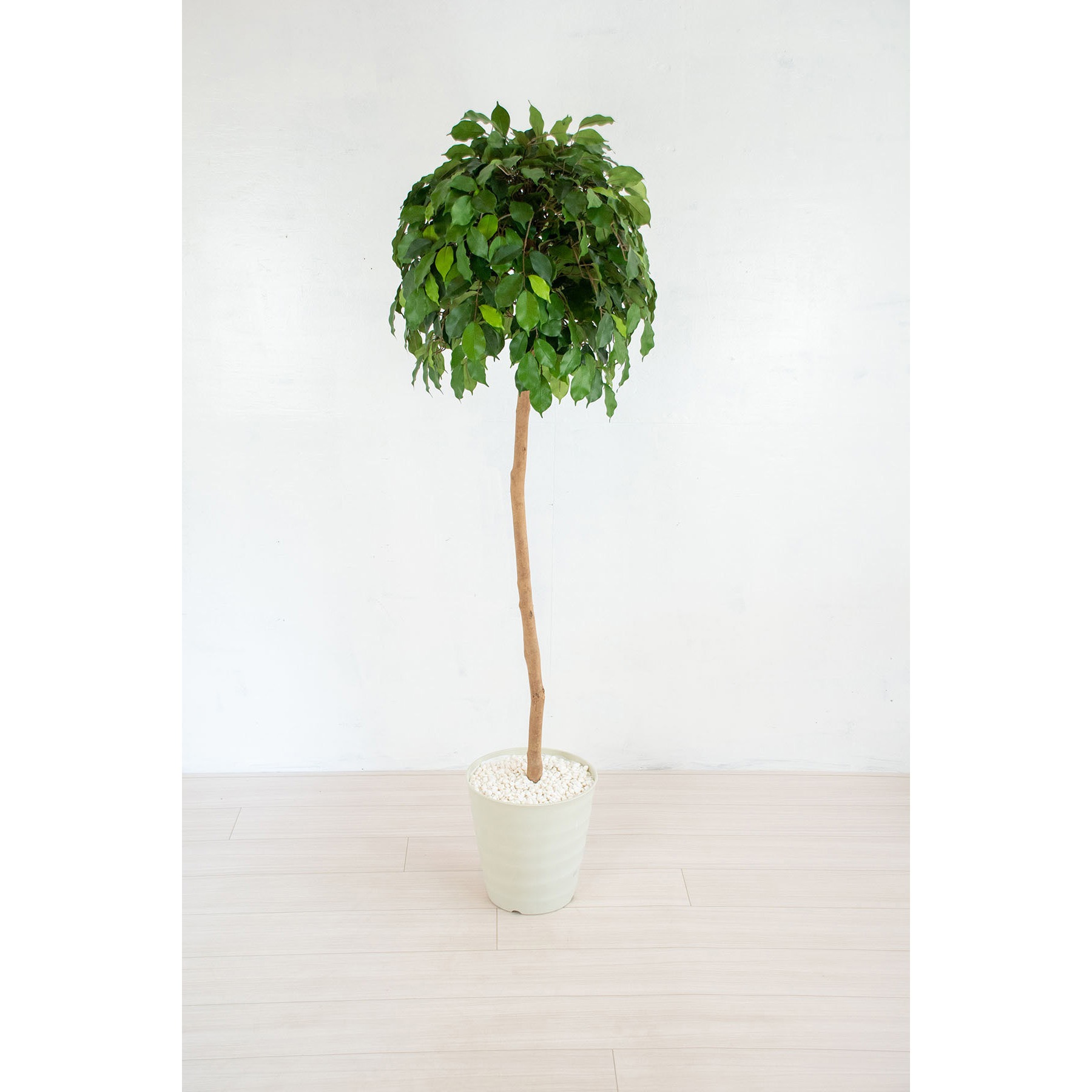 GOW-470 人工樹木/人工観葉植物 ベンジャミン 1個 岩や 【通販モノタロウ】