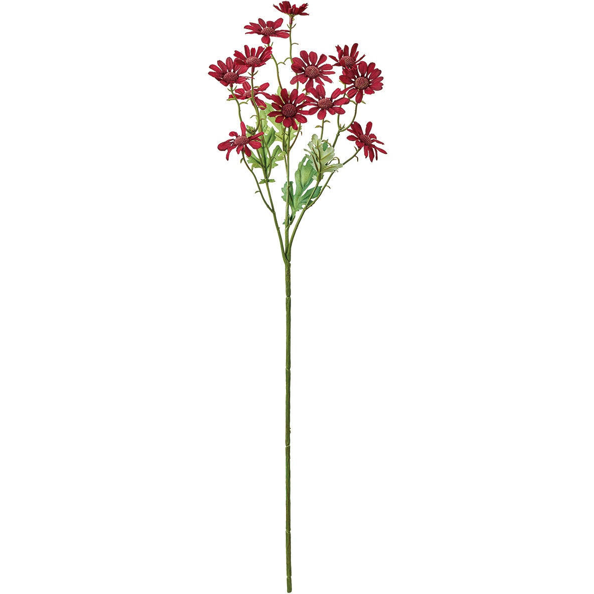 苗ページです！ FM001961-007 コローレデージー 1本(1本) MAGIQ(東京堂) 【通販