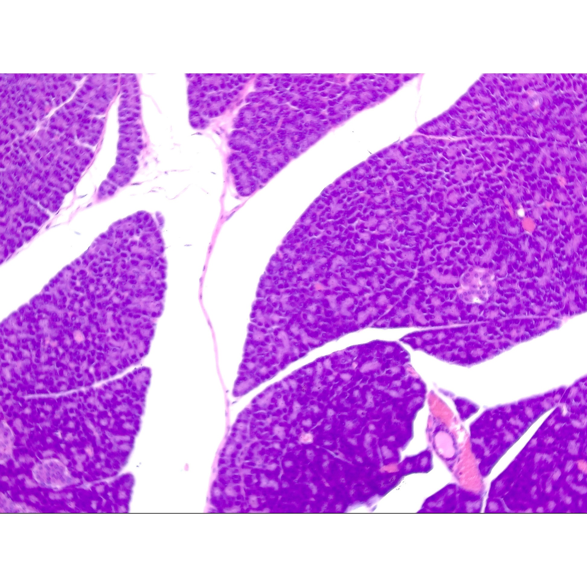 L55-8351 膵臓プレパラート(10枚) 1組(10枚) ナリカ 【通販モノタロウ】