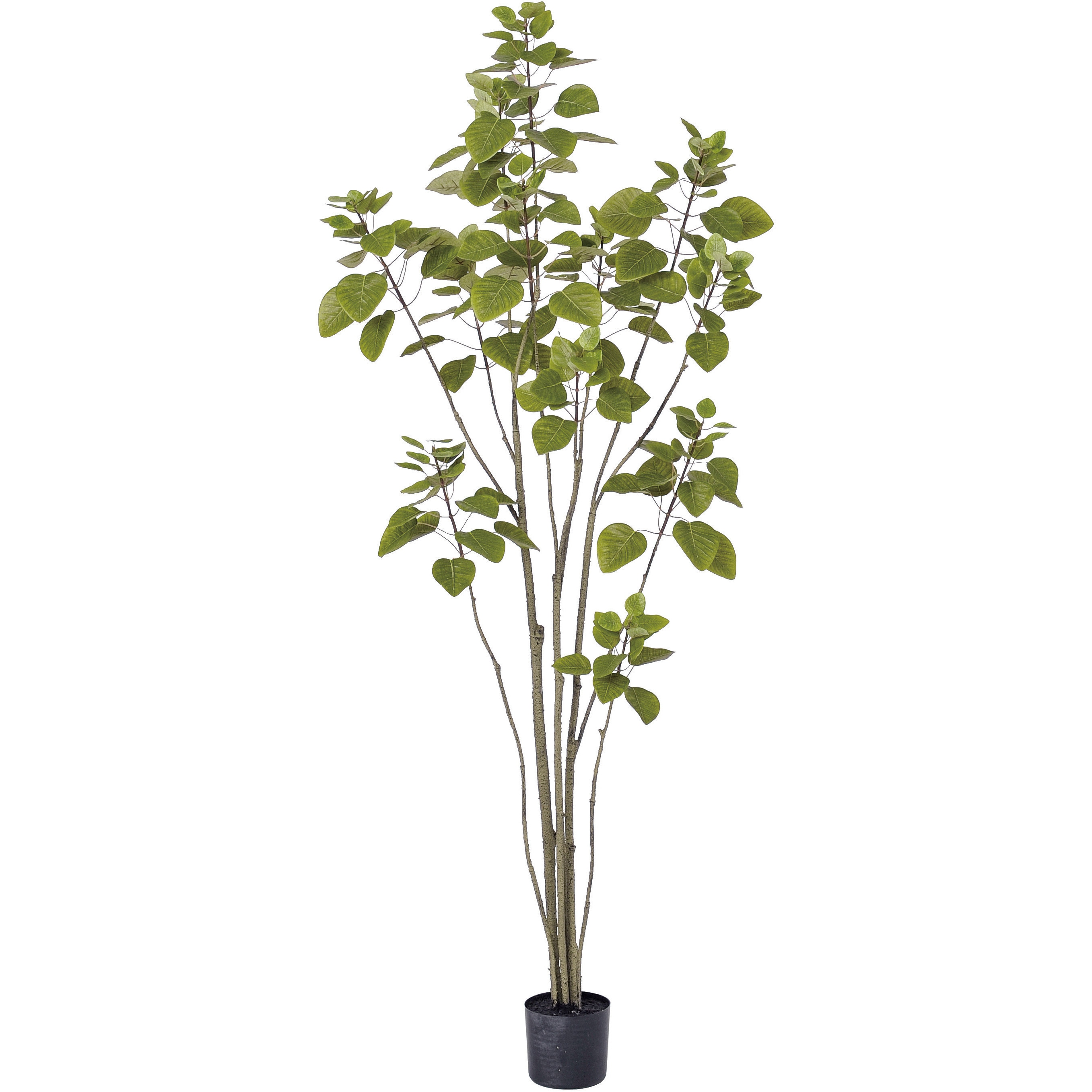 観葉植物ジョイント式バーチツリー(ポット付き) 観葉植物ジョイント式バーチツリー(ポット付き) 【公式通販】