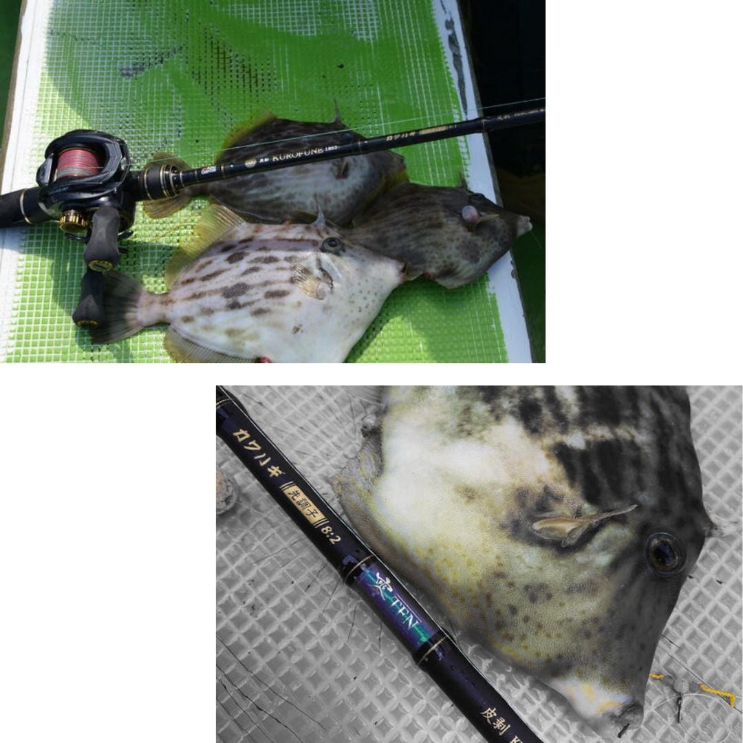 アブガルシア 黒船カワハギロッド KKWC-180HH 9.5:0.5調子 アブ