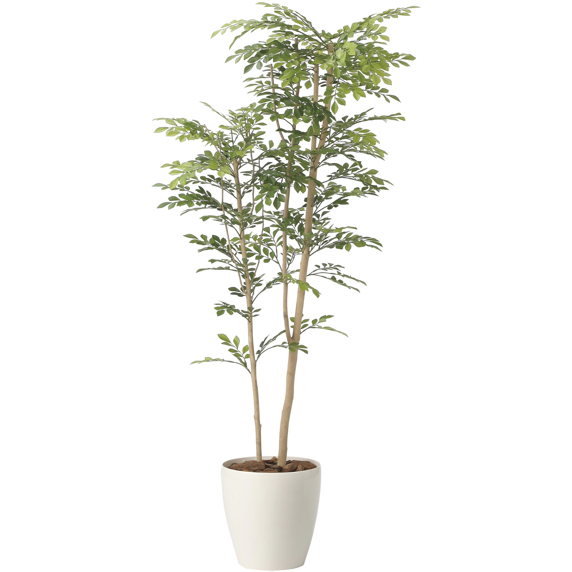 2442A380 ツートントネリコ 1個 アートクリエーション 【通販モノタロウ】