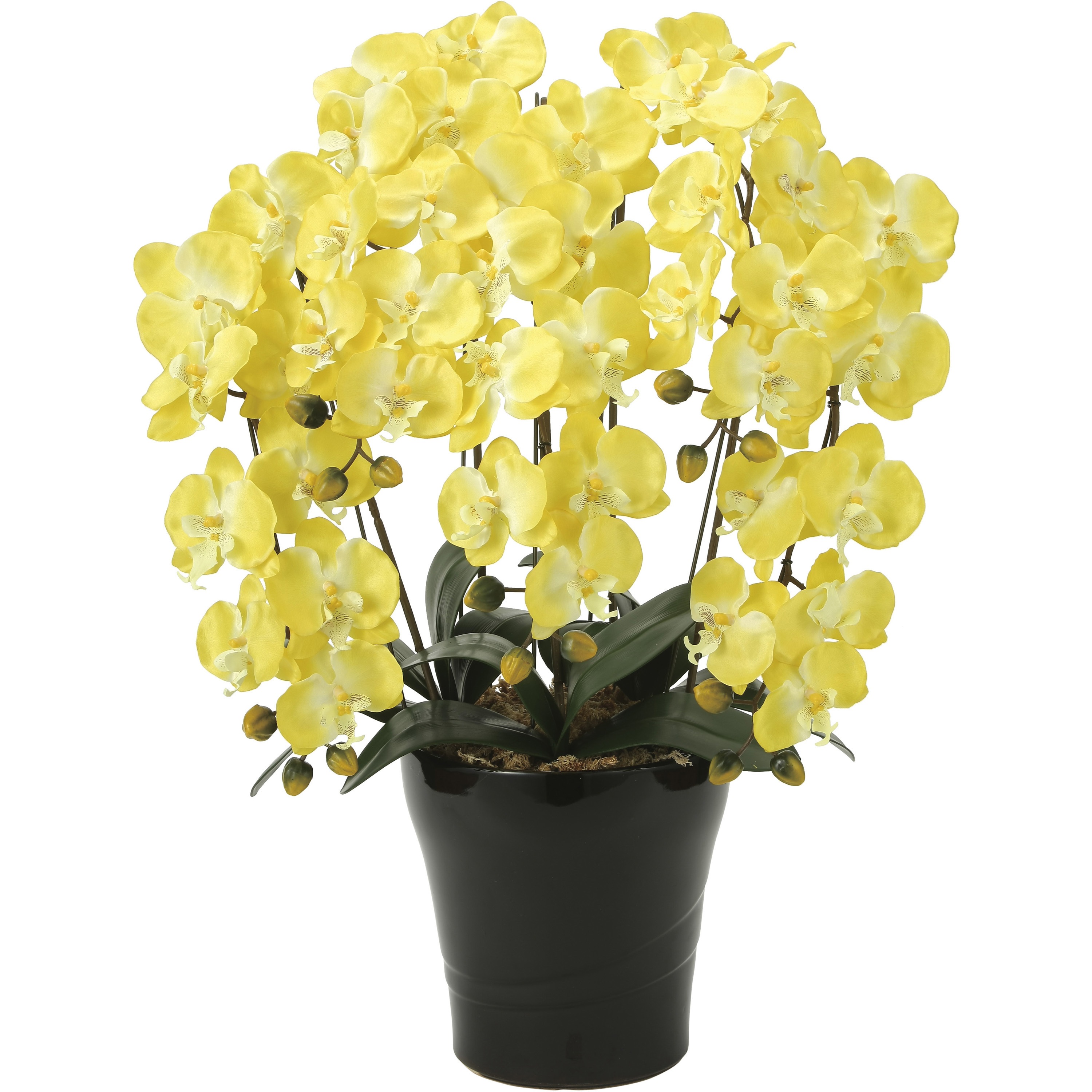 448A150 クイ-ン胡蝶蘭5本立Y 1個 アートクリエーション 【通販モノタロウ】