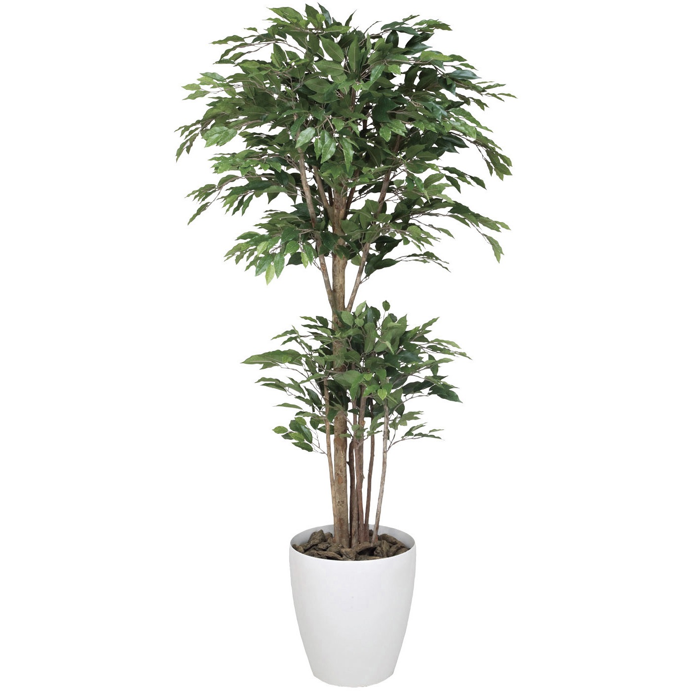 162K600 トロピカルベンジャミン 1個 アートクリエーション 【通販モノタロウ】