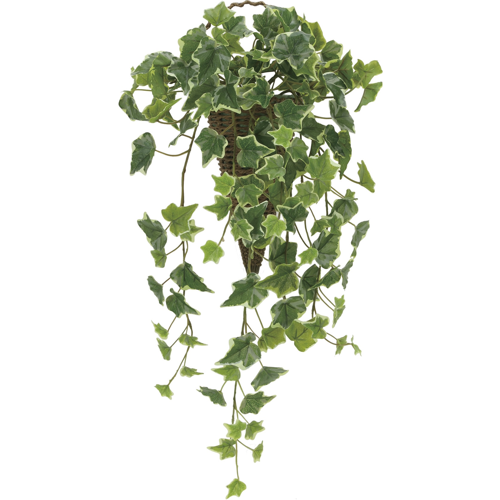 2274A70 壁掛け斑入りアイビー 1個 アートクリエーション 【通販モノタロウ】