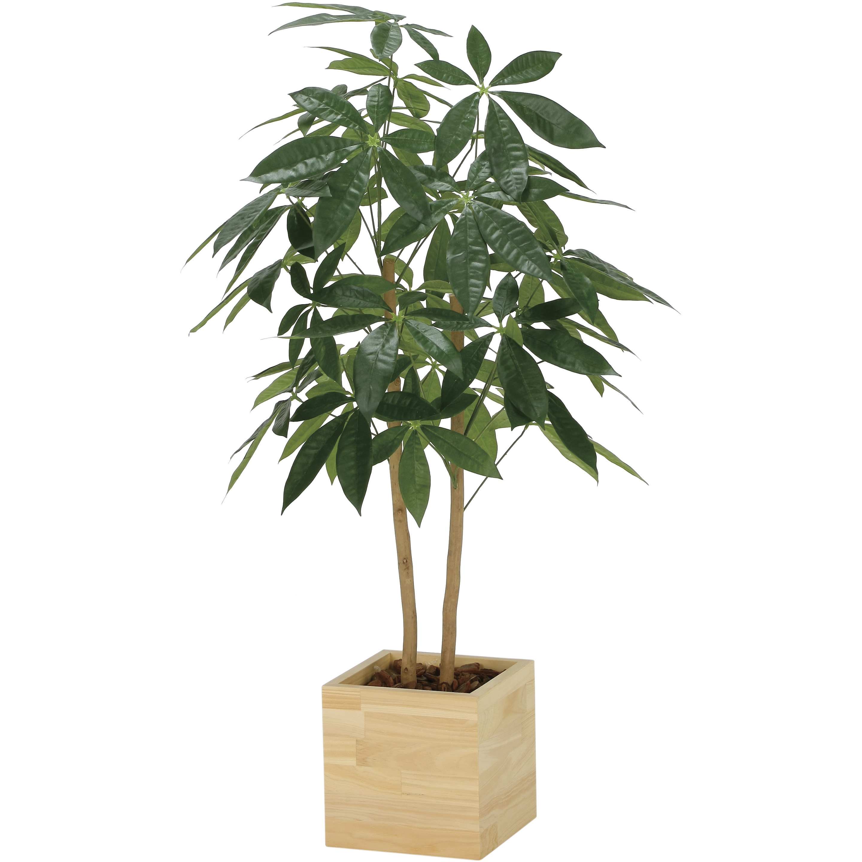 2305A200 ウッドボックスパキラ 1個 アートクリエーション 【通販モノタロウ】