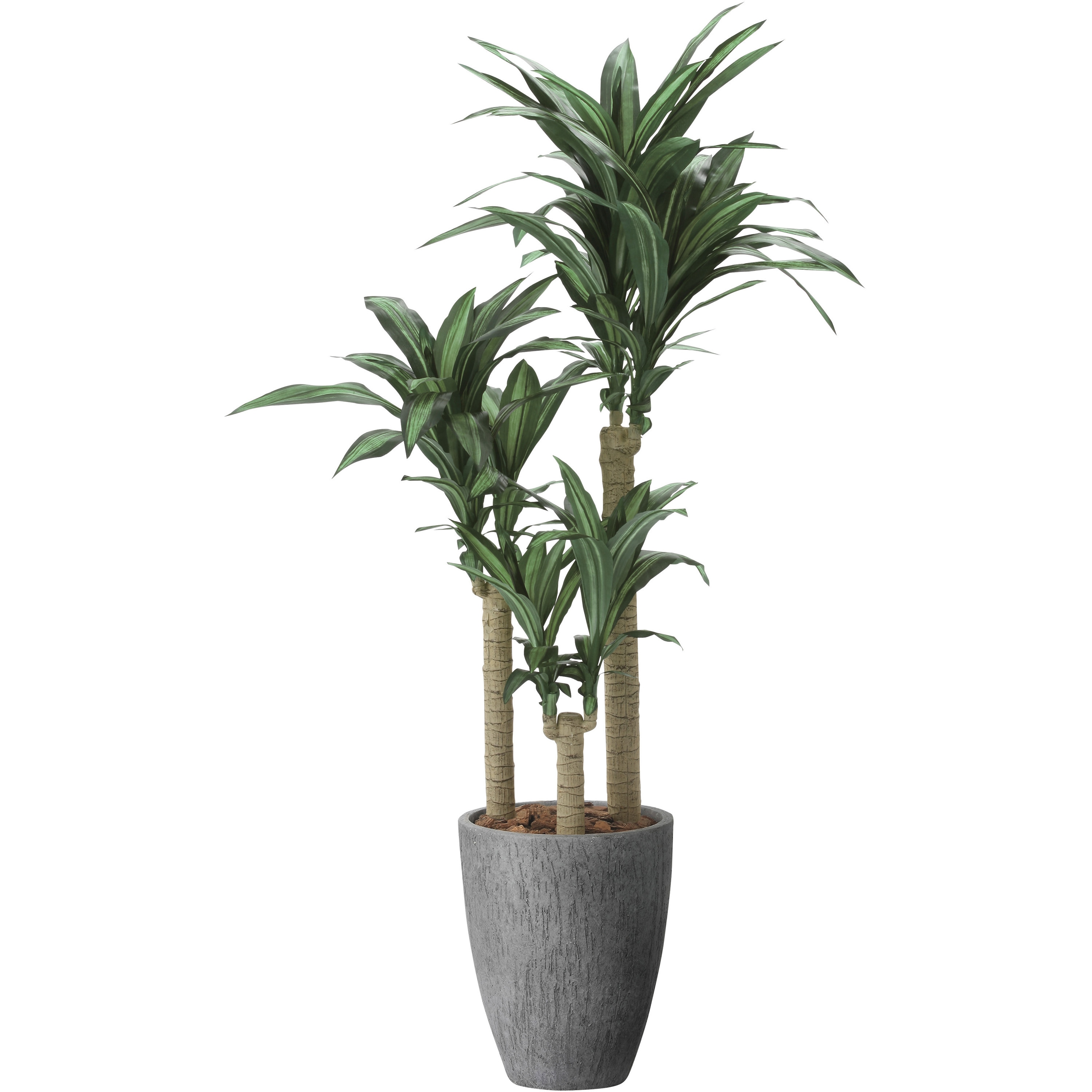 2502A630 ナチュラル幸福の木1．65 1個 アートクリエーション 【通販モノタロウ】