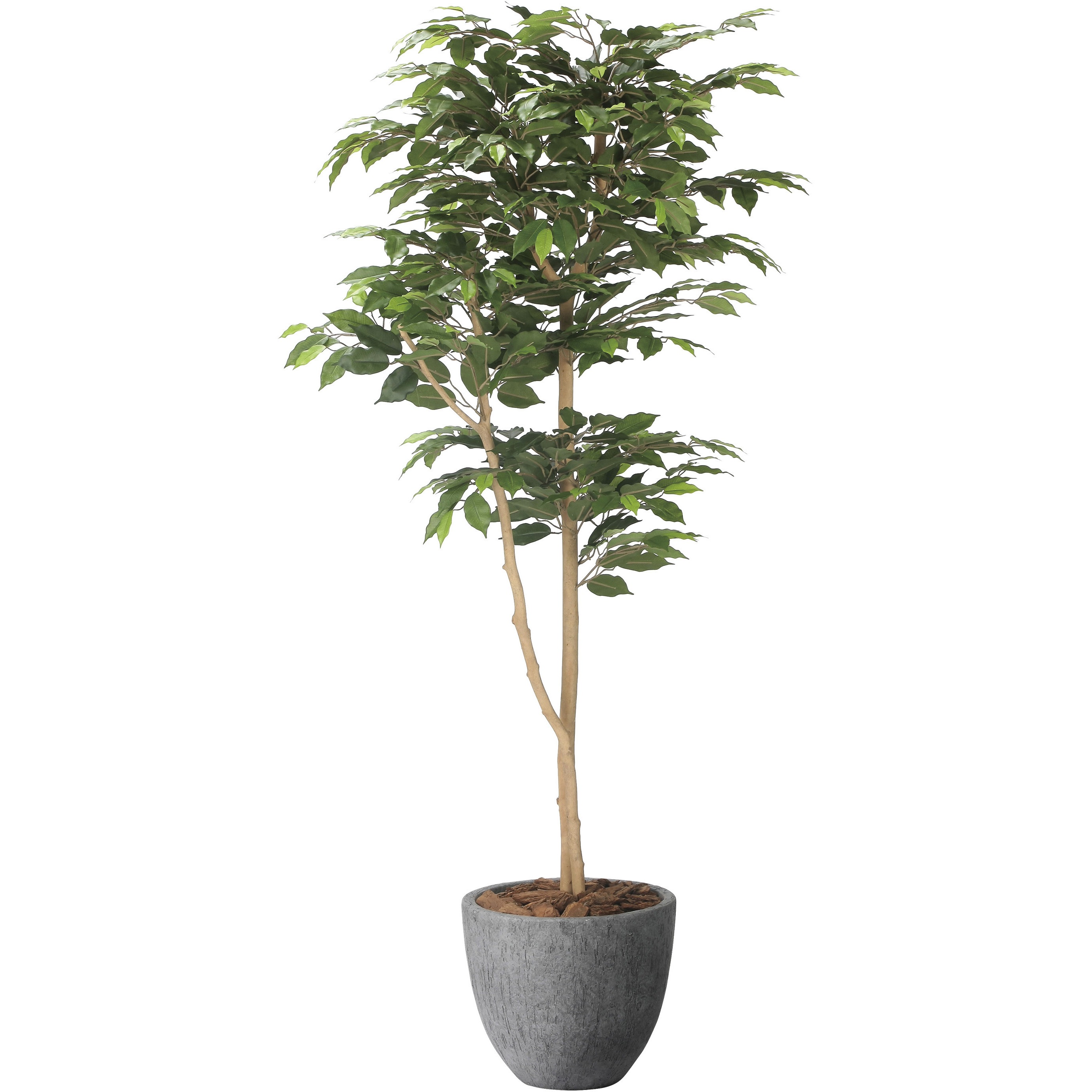 2401A500 ナチュラルベンジャミン 1個 アートクリエーション 【通販モノタロウ】