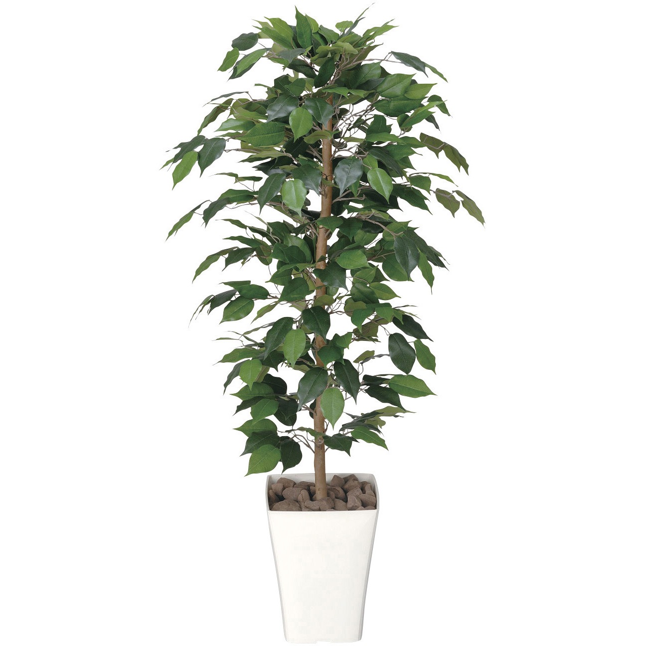 189K180 フィカスベンジャミン 1．2 1個 アートクリエーション 【通販モノタロウ】