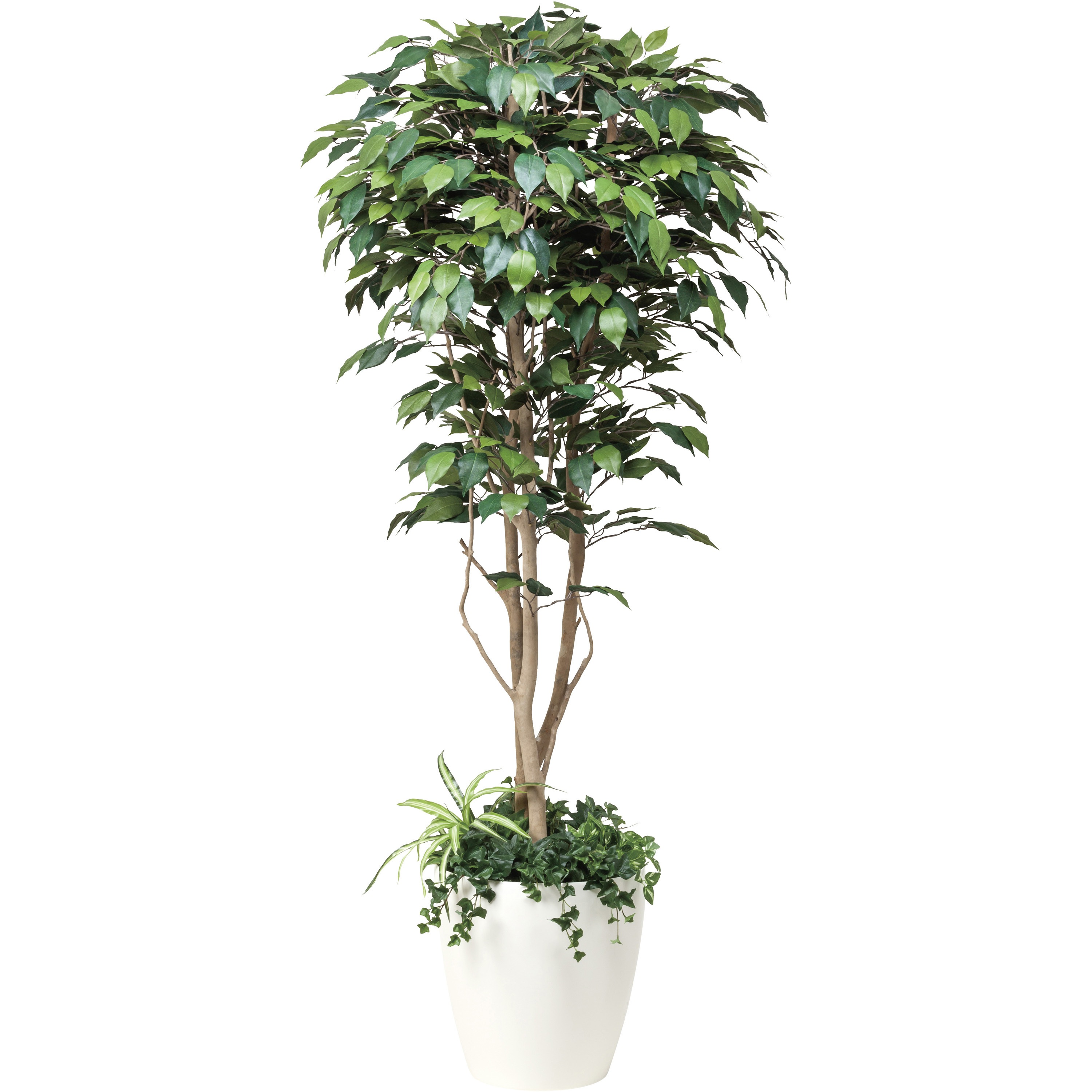 508F500 フィカスベンジャミン1．8植栽付 1個 アートクリエーション 【通販モノタロウ】
