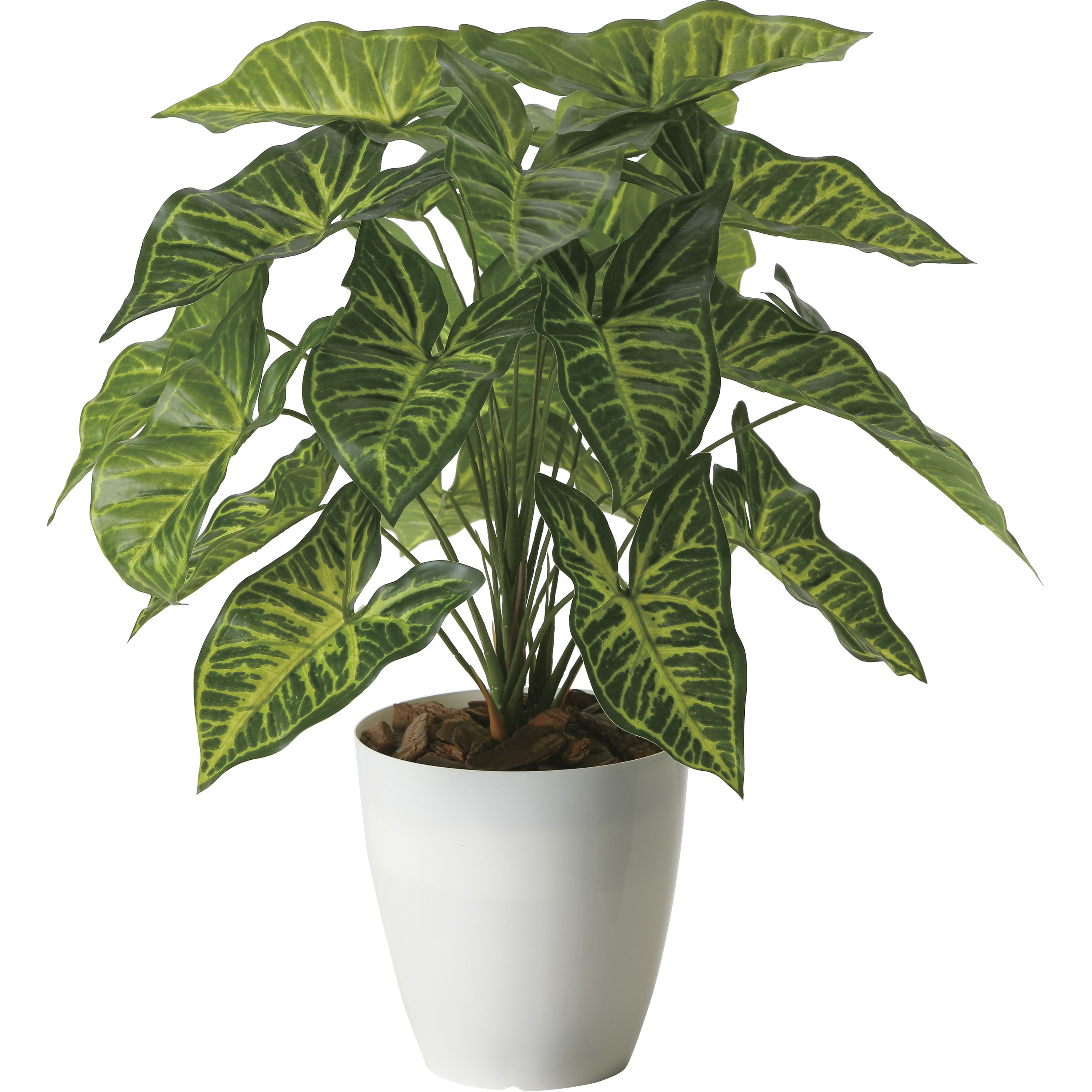 2255A60 フレッシュシンゴニウム 1個 アートクリエーション 【通販モノタロウ】