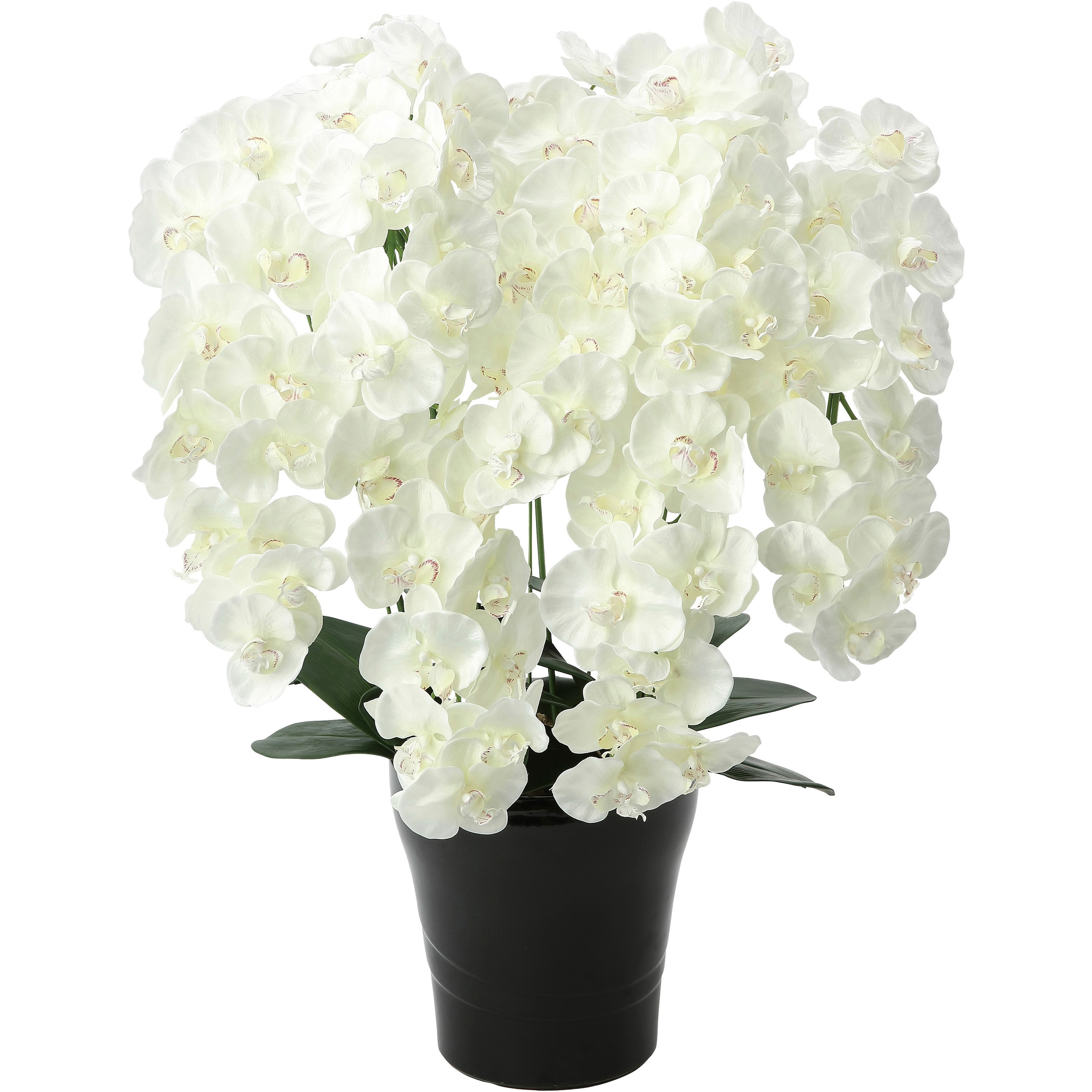 658A250 プレミアム胡蝶蘭 1個 アートクリエーション 【通販モノタロウ】