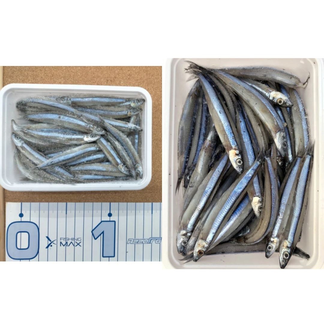 きびなご ノーマル キビナゴ(冷凍) 1個 フィッシングマックスオリジナル 【通販