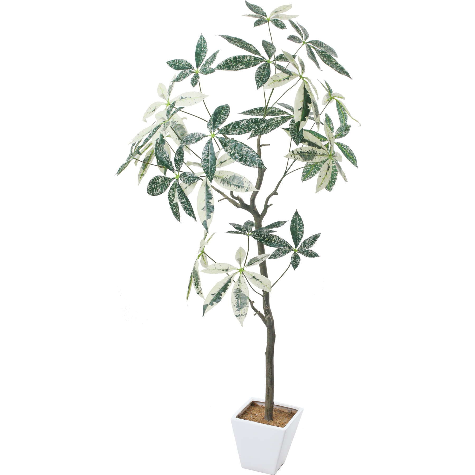 GLA-1547 パキラミルキーウェイツリー 1本 横浜ディスプレイミュージアム 【通販モノタロウ】