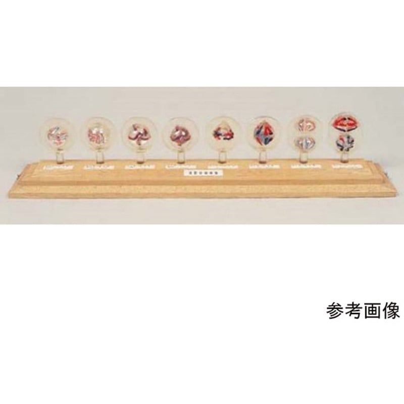 減数分裂模型D 1箱 アズワン 【通販モノタロウ】 43,956円