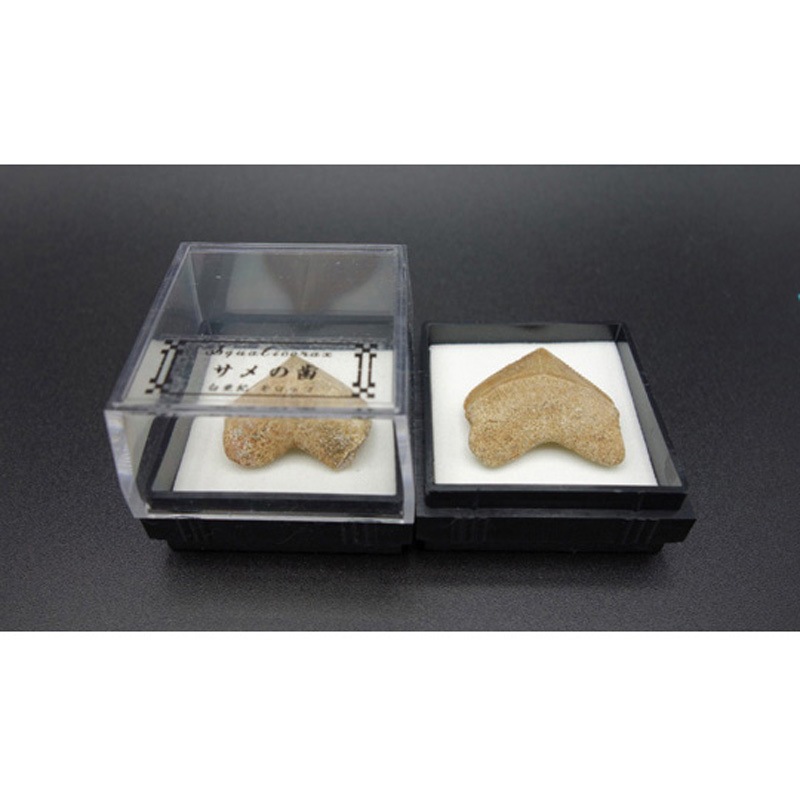 サメの歯/スクワリコラックス 12個入 1箱(12個) 大江理工社 【通販モノタロウ】