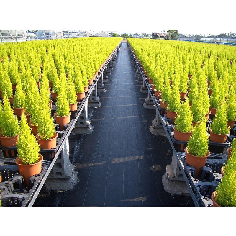 100cm×100m ルンルンシート 小泉製麻 防草用 ポリプロピレン 耐候年数3 100cm×100m ルンルンシート 小泉製麻 防草用 ポリプロピレン 耐候年数3