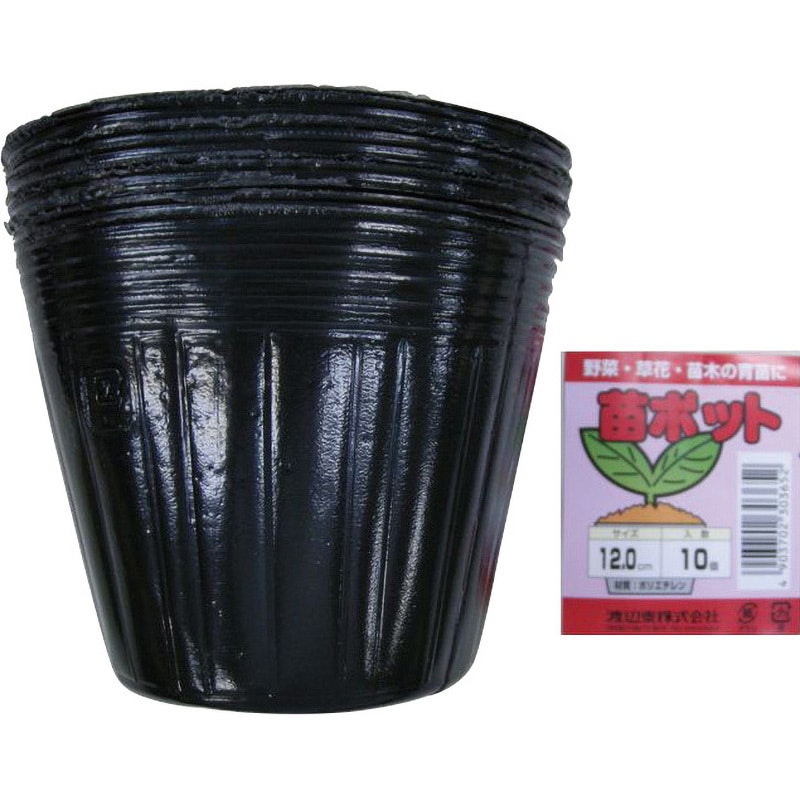 よ*苗様 2025実生苗セットl 4センチポット よ*苗様 2025実生苗セットl 4センチポット 12.0cm 苗ポット