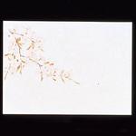 遠赤保鮮紙 桜 用美(ヤマコー)