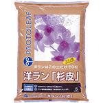 洋ラン「杉皮」 プロトリーフ