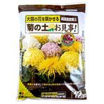 菊の土お見事! 花ごころ