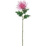 まつり糸菊 MAGIQ(東京堂) まつり糸菊 MAGIQ(東京堂)