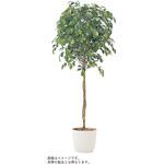 VWR-013 人工樹木カレン ベンジャミン H1800<配送時組立サービス付> イトーキ