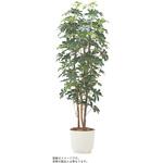 VWR-044 人工樹木カレン カポック H1800<配送時組立サービス付> イトーキ