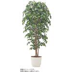 VWR-052 人工樹木カレン ニティダ H1500<配送時組立サービス付> イトーキ
