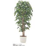 VWR-053 人工樹木カレン ニティダ H1800<配送時組立サービス付> イトーキ