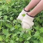 - 純綿軍手 7ゲージ モノタロウ 16392443