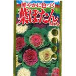 CAT699165 【タネ】鮮やかに色づく 葉ぼたん Mix アタリヤ農園