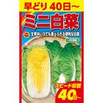 CAT699000 【タネ】早どり ミニ白菜 1袋 アタリヤ農園 【通販モノタロウ】