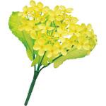 菜の花ブッシュ アルファ(販促)